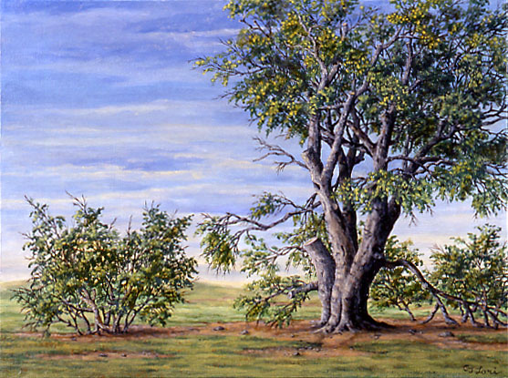 Sire Beech, oil on canvas, 12 x 16&quot;, 2001